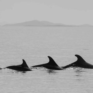 Dolphins Viribus