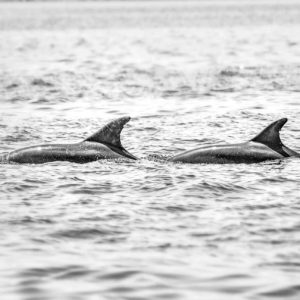 Duo Dolphins