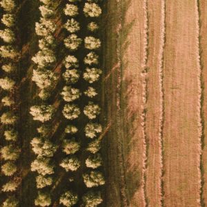 Field of Istria No.1