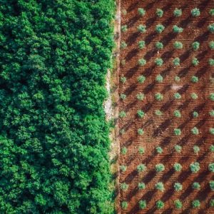 Field of Istria No.2
