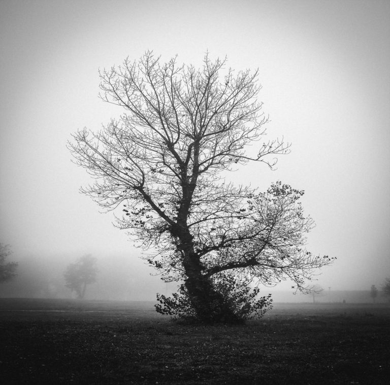 Lonely Tree