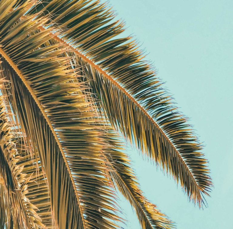 Palm