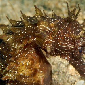 Sea Horse