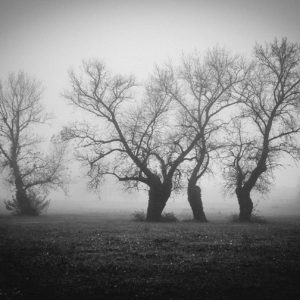 Trees