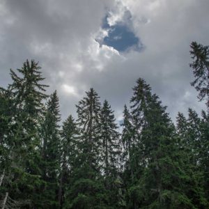 Tops of Pine