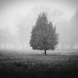 Tree BW