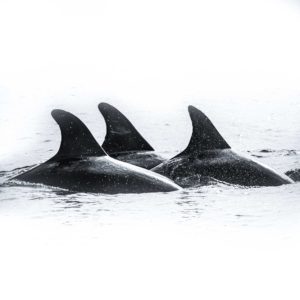 Trio