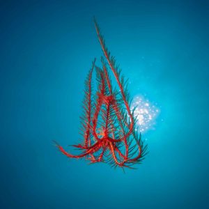 Antedon Mediteranea